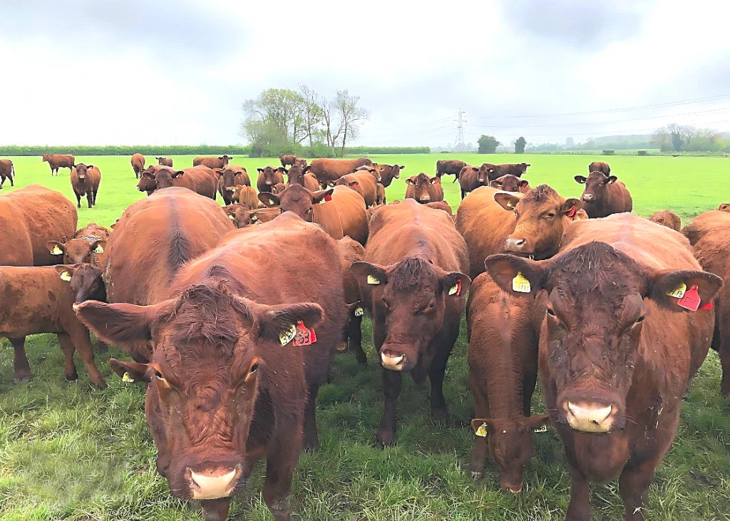 Cows